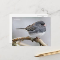 Arbre de l'oiseau-chanteur Junco à sourcils noirs