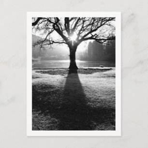 Carte Postale Arbre de lumière : Derwentwater, Cumbria Postcard