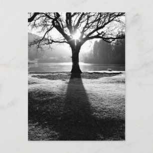 ▷ Poster Arbre Noir et Blanc (encadré)