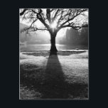 Carte Postale Arbre de Lumière : Derwentwater, Lake District<br><div class="desc">Par un matin d'hiver,  un arbre nu projette une longue ombre sur le sol givré sur les rives de Derwentwater dans le Lake District en Angleterre.</div>