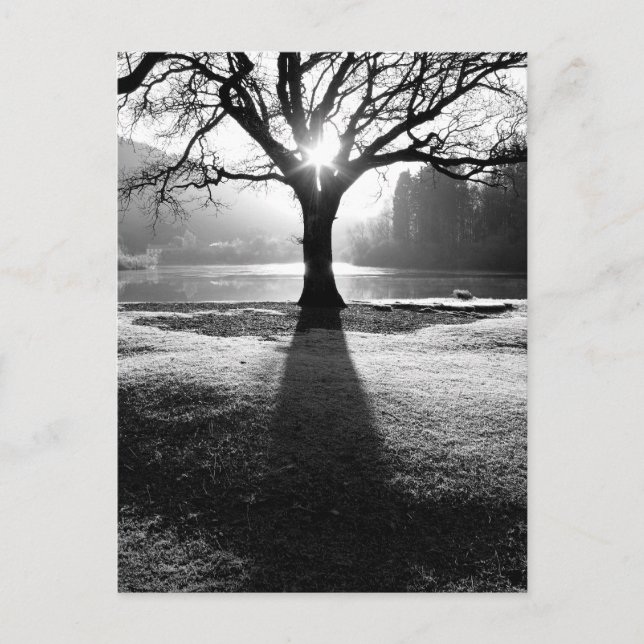 Carte Postale Arbre de Lumière : Derwentwater, Lake District (Devant)
