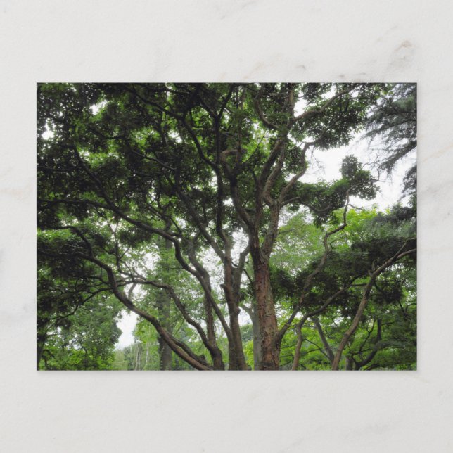 Carte Postale Arbre de Magnolia en été (Devant)