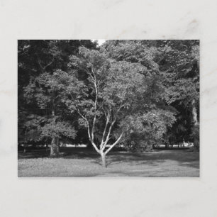 Carte Postale Arbre de Magnolia en été