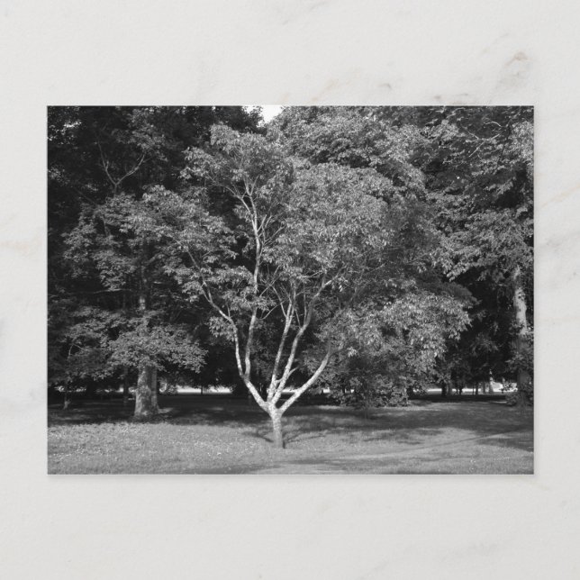 Carte Postale Arbre de Magnolia en été (Devant)