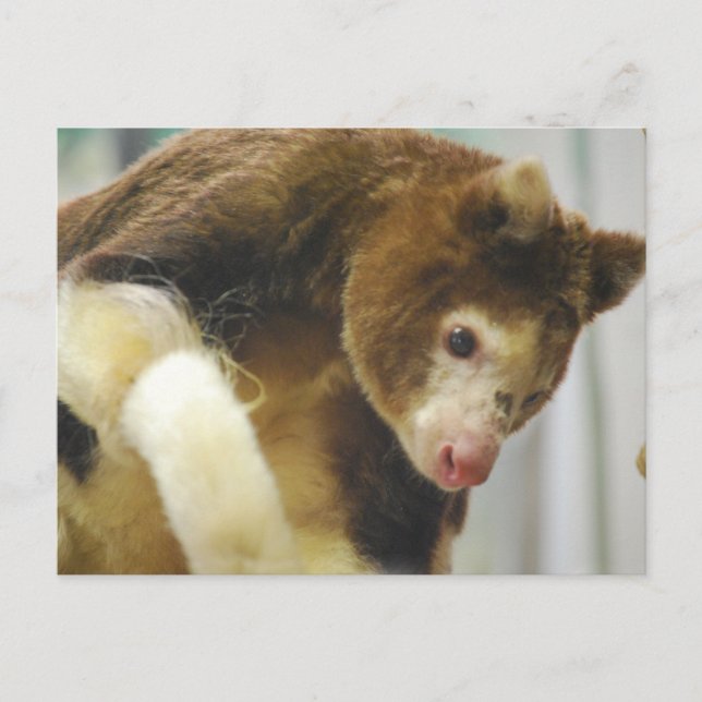 Carte postale Arbre de Matchs Kangaroo (Devant)