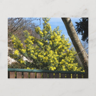 Carte Postale Arbre de Mimosa