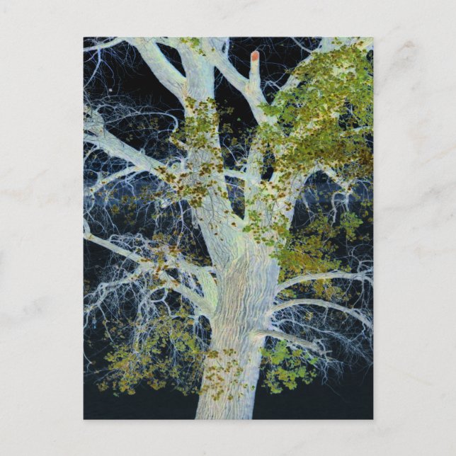 Carte Postale "Arbre de nuit" Image numériquement modifiée d'Arb (Devant)
