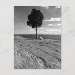 Carte Postale Arbre de Phoenix de fort