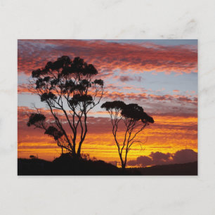 Carte Postale Arbre de soleil et de gomme, baie de Binalong, bai