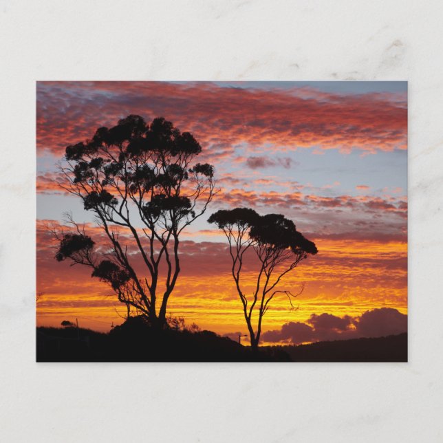 Carte Postale Arbre de soleil et de gomme, baie de Binalong, bai (Devant)