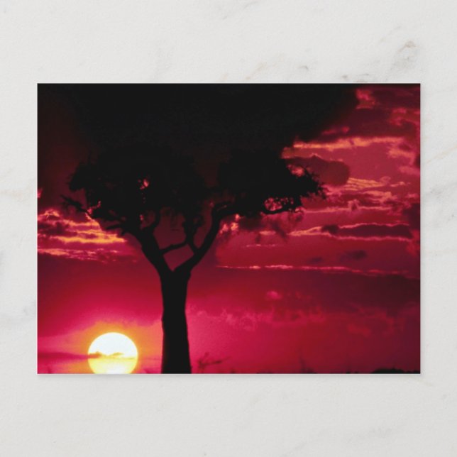 Carte Postale Arbre de Sunset et Balanites dans le Masai Mara Ga (Devant)