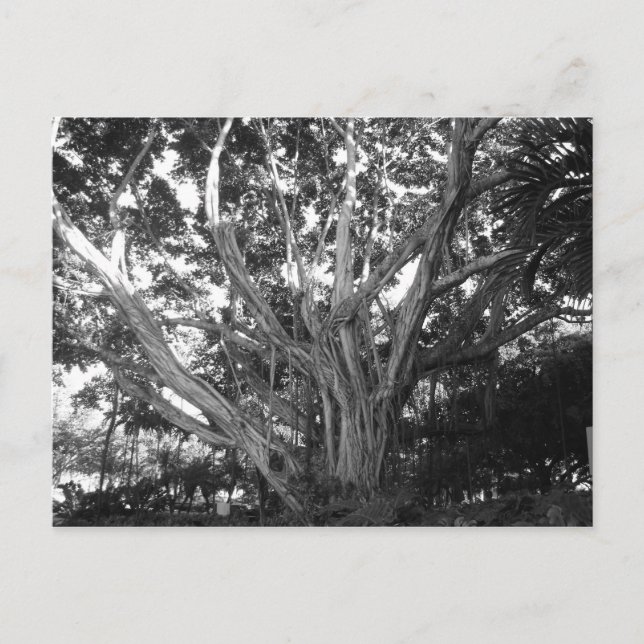 Carte postale Arbre de vie (Devant)