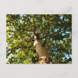 Carte Postale Arbre de Vie