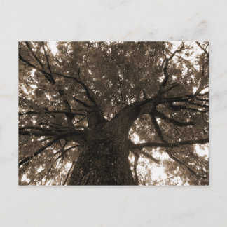 Carte Postale Arbre de vie à Sepia