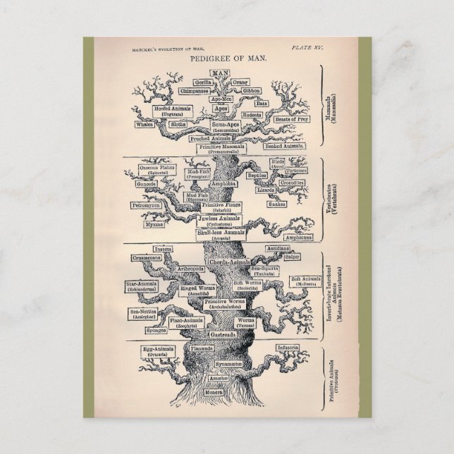 Carte Postale Arbre De Vie / Pedigree De L'Homme (Devant)