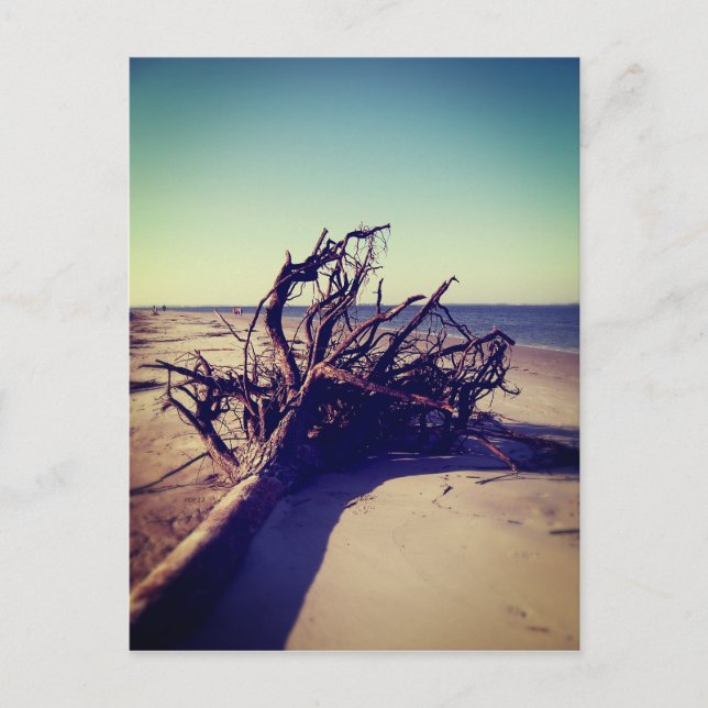 Carte Postale Arbre Délogé Sur La Plage (Devant)