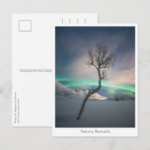 Carte Postale Arbre des Lumières du Nord