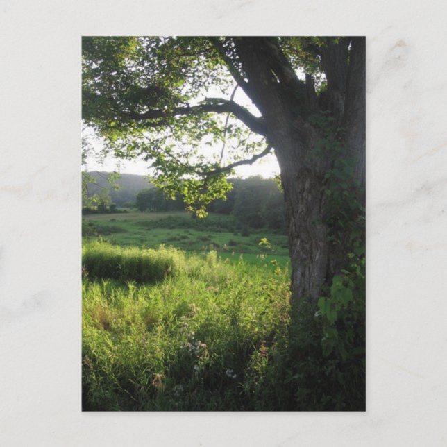 Carte Postale arbre d'été (Devant)