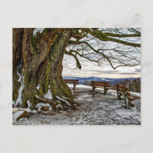 Carte Postale Arbre d'hiver et banquettes