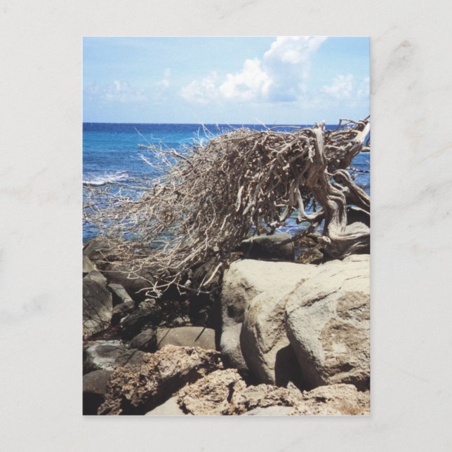 Carte Postale Arbre Divi Divi d'Aruba au bord de l'océan (Devant)
