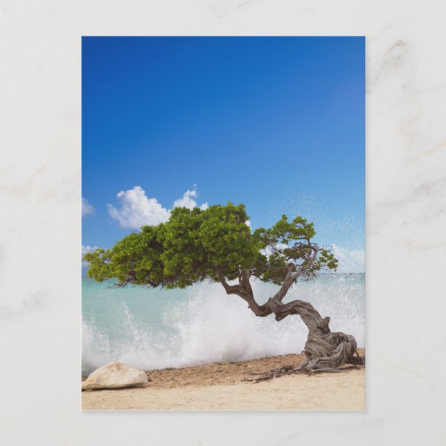 Carte Postale Arbre Divi Divi, Eagle Beach, Aruba, Caraïbes (Devant)