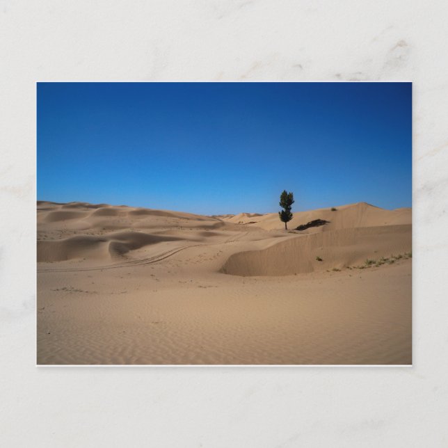 Carte Postale Arbre du désert (Devant)