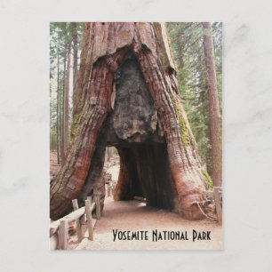 Carte Postale Arbre du tunnel - Yosemite