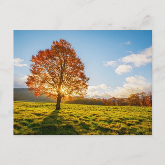 Carte Postale Arbre en feu (Devant)