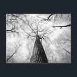 Carte Postale Arbre en noir et blanc<br><div class="desc">Arbre en noir et blanc.</div>