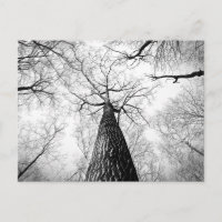 Arbre en noir et blanc