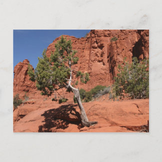 Carte Postale Arbre en Sedona, Arizona