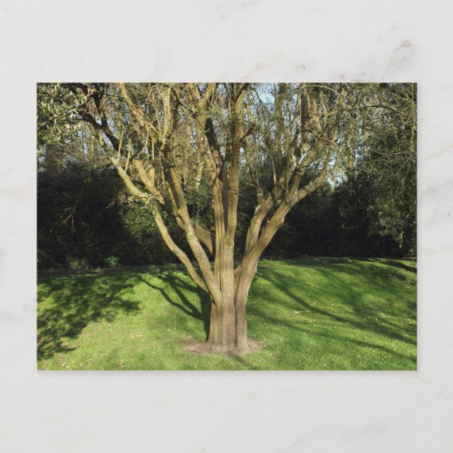 Carte Postale Arbre Ensoleillé (Devant)