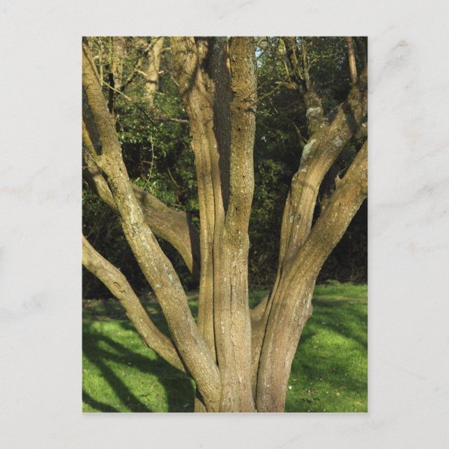 Carte Postale Arbre Ensoleillé (Devant)