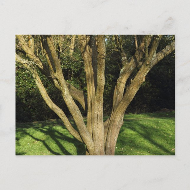 Carte Postale Arbre Ensoleillé (Devant)