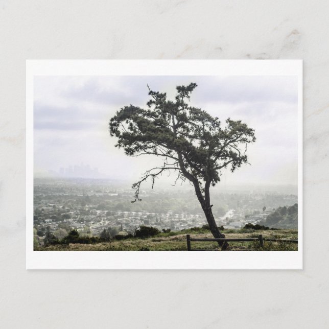 Carte Postale Arbre esseulé (Devant)