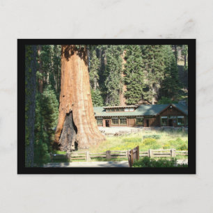 Carte Postale Arbre et musée