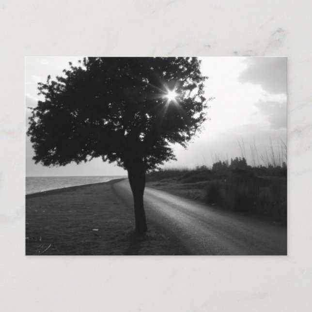 Carte Postale Arbre et route latéraux de l'océan noir et blanc (Devant)