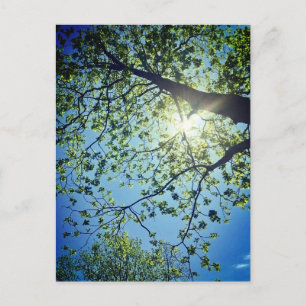 Carte postale Arbre et Sun