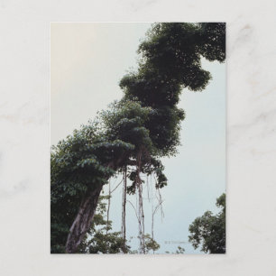 Carte Postale Arbre et vignes dans la jungle