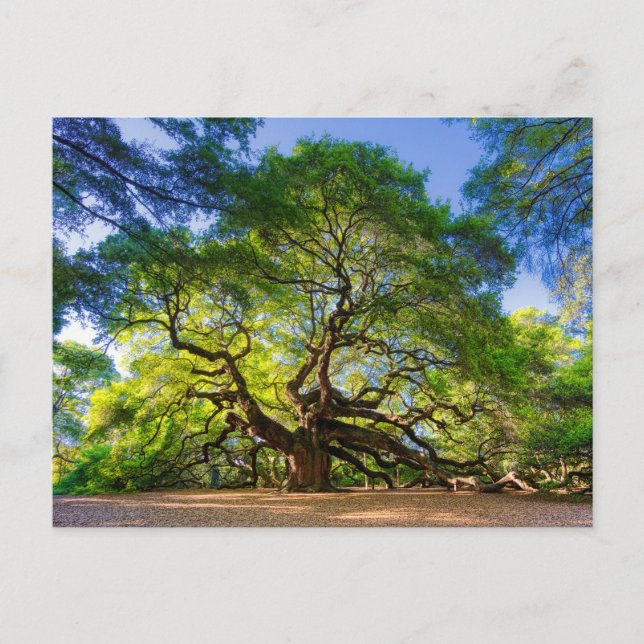 Carte Postale Arbre éthéré d'Angel Oak (Devant)