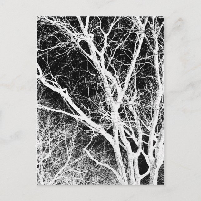 Carte Postale arbre fantôme (Devant)