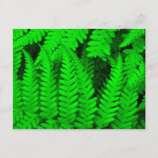 Carte Postale arbre_fern