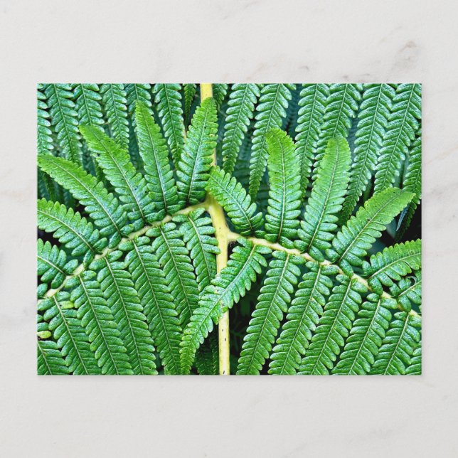 Carte Postale Arbre Fern Frond (Devant)