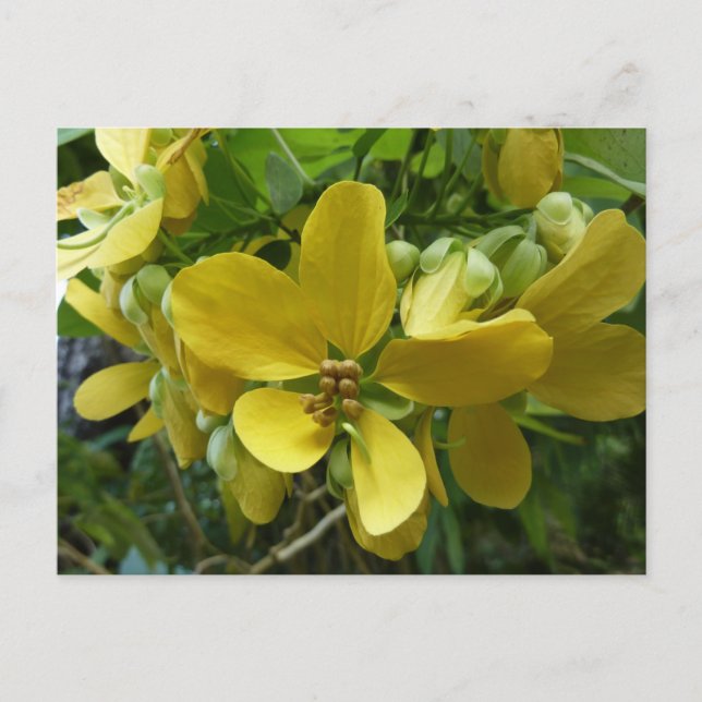 Carte Postale Arbre floral tropical jaune Shower doré (Devant)