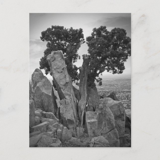 Carte Postale Arbre fractionné (Devant)