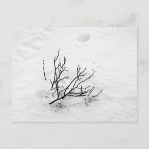 Carte Postale Arbre froide