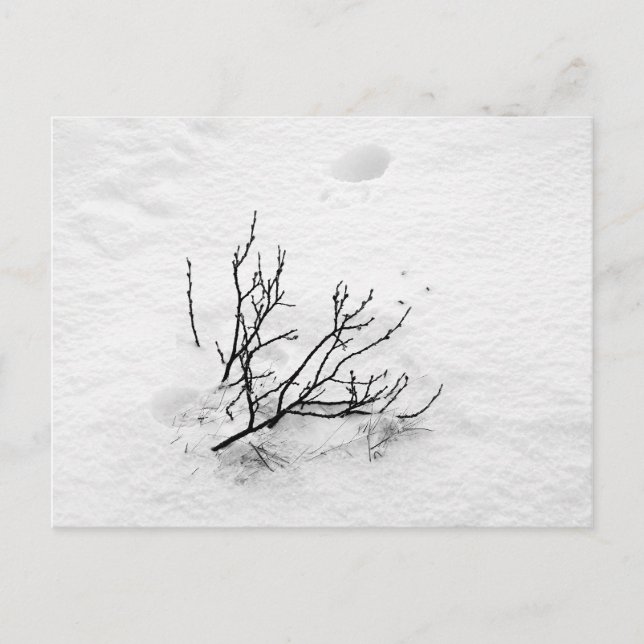 Carte Postale Arbre froide (Devant)