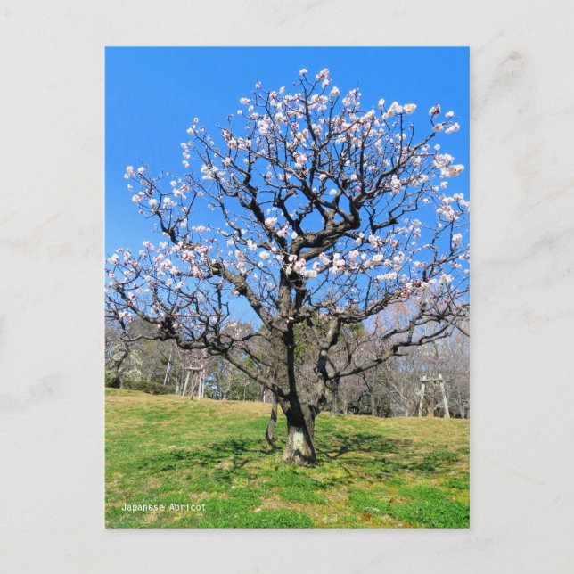 Carte Postale Arbre fruitier à prune [Carte postale] (Devant)