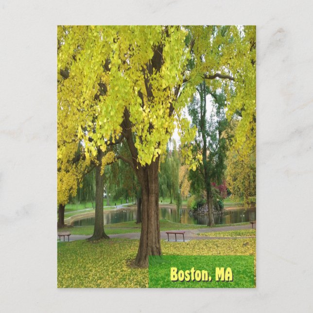 Carte Postale Arbre Gingko Jaune - Jardin public de Boston (Devant)