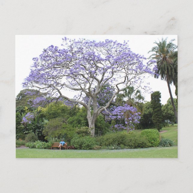 Carte Postale Arbre Jacaranda (Devant)